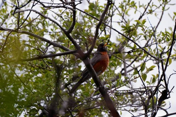 istock Closeup of an American robin perched on a branch of a leafless tree 1453046494