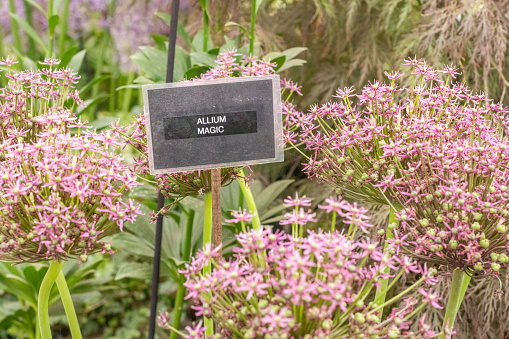 Allium 'Magic' in London, England