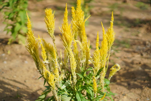 Yellow color of Celosia