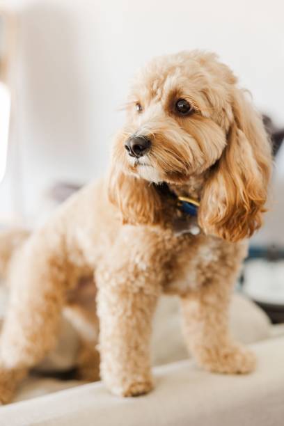 istock Vertical shot of a cute fluffy Cockapoo dog sitting on a couch and staring 1453047840