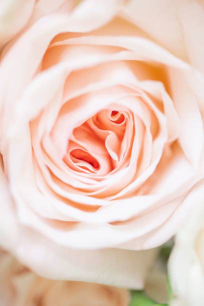 istock Macro shot of a beautiful pink rose 1453048050