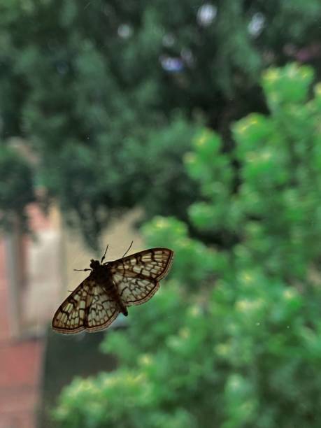 istock Vertical shot of a butterfly with patterned wings on a window glass 1453048399
