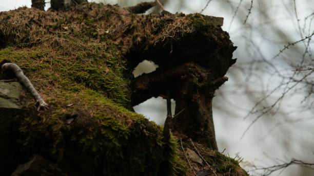 istock Closeup shot of moss on a tree 1453048469