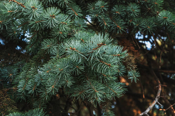 istock Background of a Christmas tree. 1453048524