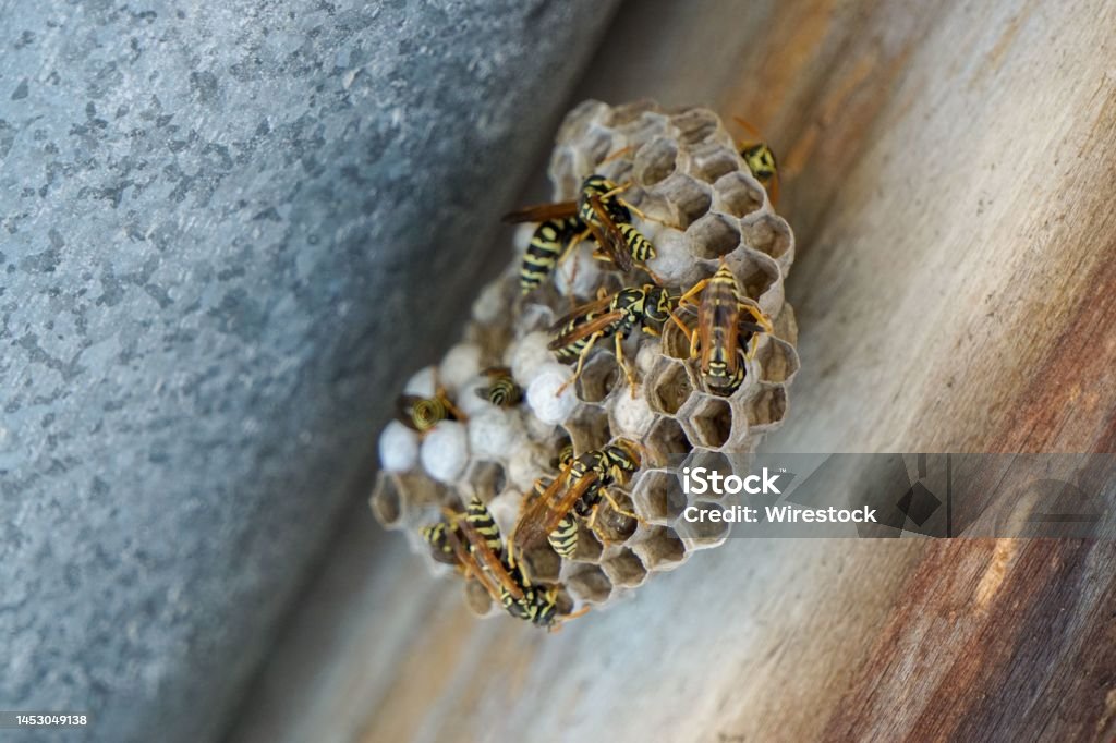 Closeup Shot Of A Wasp Hive On A Home Chimney Stock Photo - Download Image  Now - Animal, Animal Nest, Animal Wildlife - iStock