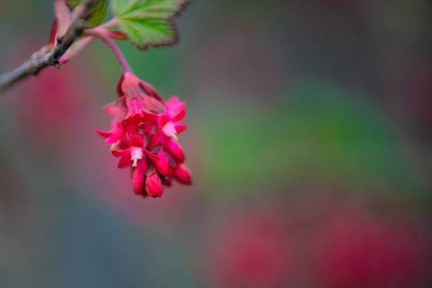 Pink Ribes sanguineum flower selective focus shot