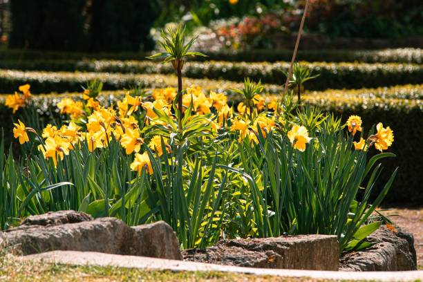 istock Yellow flower Wild daffodil in the field under the sunlight 1453049293