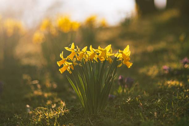 istock Yellow flower Wild daffodil in the field under the sunlight 1453049296