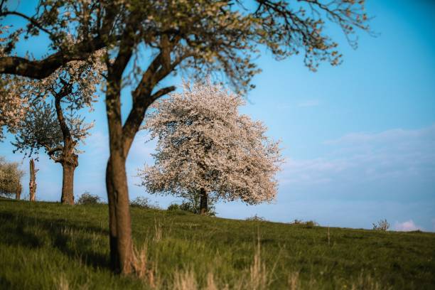 Blooming Cherry tree flowers