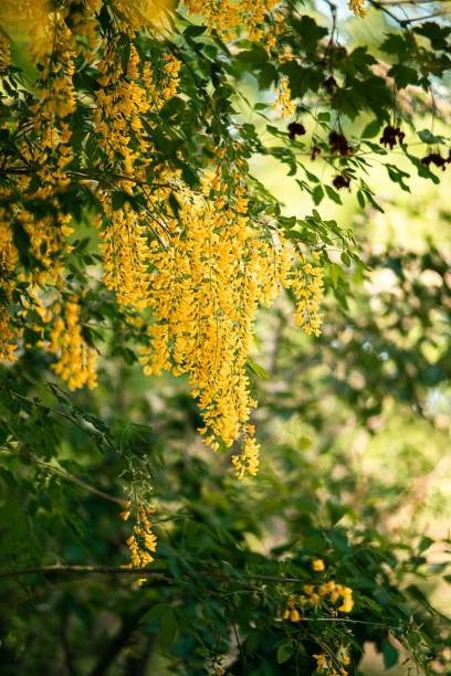 Vertical shot of a Laburnum watereri Vossii on a tree during the day A vertical shot of a Laburnum watereri Vossii on a tree during the day bright yellow laburnum flowers in garden golden chain tree image stock pictures, royalty-free photos & images