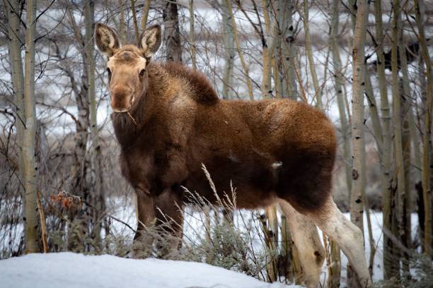istock Brown moose in a forest in winter with trees in the background 1453049927
