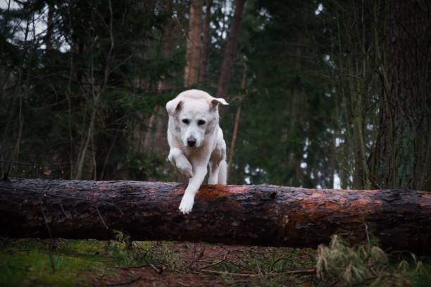 istock Alabai dog breed jumping over a fallen tree trunk in a forest with trees in the background 1453050348