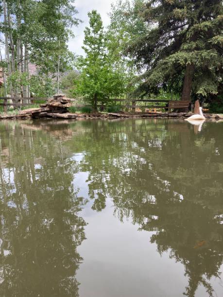 istock Vertical shot of a floating white swan on a pond surrounded by trees 1453050499