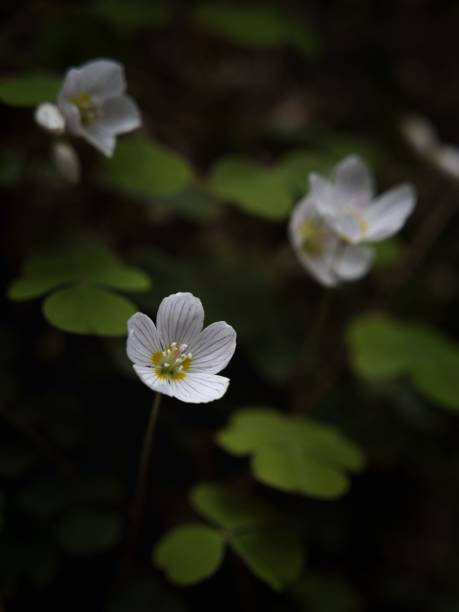 istock flowers in a forest in Germany 1453051126