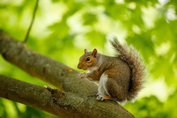 istock A beautiful small Squirrel standing on a branch of a tree in a green park 1453051175