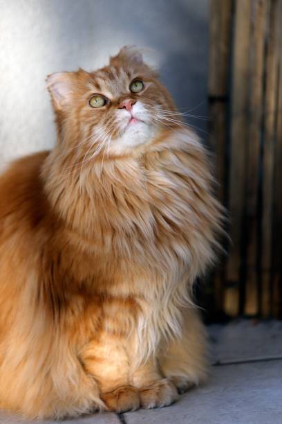 istock Fluffy adorable orange Siberian cat sitting on the ground 1453053055