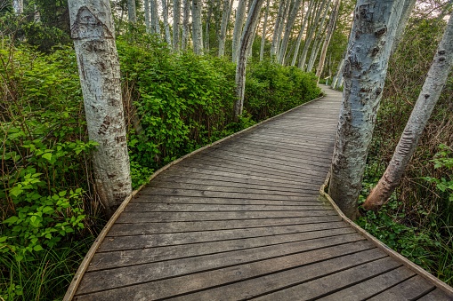 A closeup of the MacDonald Wood boardwalk in Comox, Vancouver Island, BC, Canada
