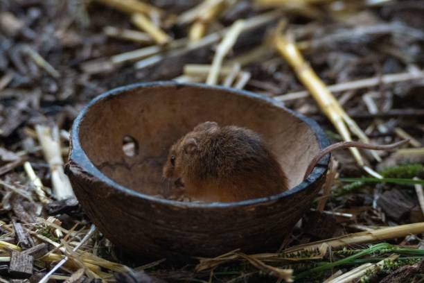 istock Closeup of a tiny harvest mouse in a coconut shell bowl 1453053149