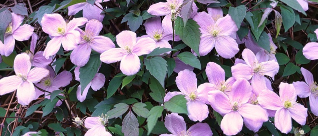 A closeup of beautiful Clematis flowers with green leaves