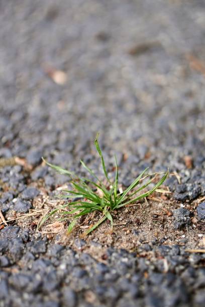 istock Vertical shot of Annual bluegrass growing in concrete 1453054814