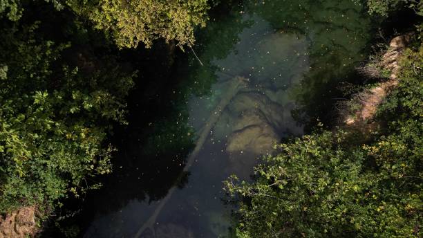 istock Aerial drone view of a fallen tree trunk in a river flowing through trees on a sunny day 1453055130