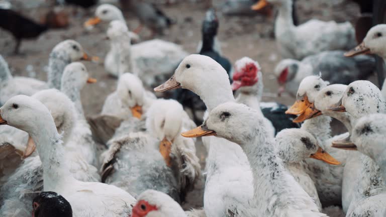 Daytime view of dirty ducks in the outside of a farm