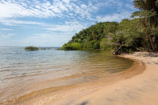 istock Sandy beach by the Tapajos river, in the Amazon forest, Brazil. 1453056264