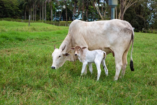 Beautiful Brahman cattle grazing in a meadow on farmland, Sao Paulo, Brasil