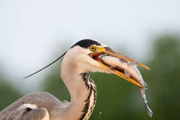 istock Blauwe Reiger, Grey Heron, Ardea cinerea 1453056701