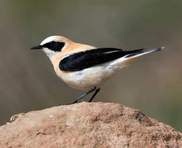 Westelijke Blonde Tapuit, Western Black-eared Wheatear, Oenanthe hispanica Adult male Western Black-eared Wheatear (Oenanthe hispanica) oenanthe hispanica stock pictures, royalty-free photos & images