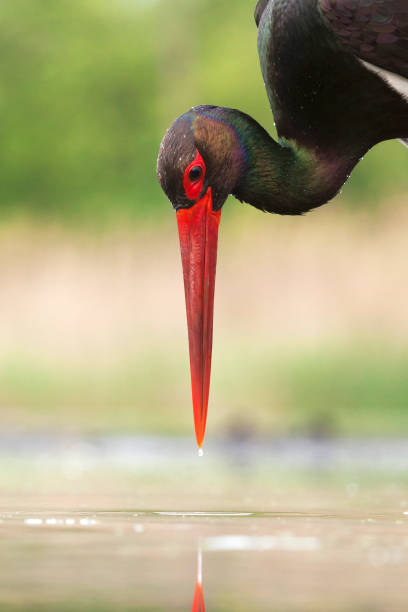 istock Zwarte Ooievaar, Black Stork, Ciconia nigra 1453056839