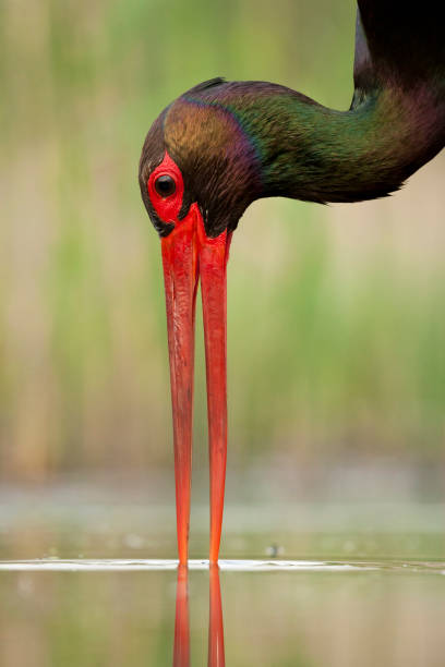 istock Zwarte Ooievaar, Black Stork, Ciconia nigra 1453056853