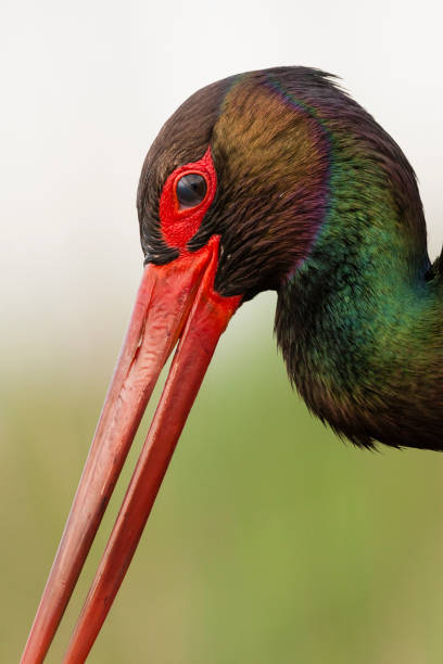 istock Zwarte Ooievaar, Black Stork, Ciconia nigra 1453056858
