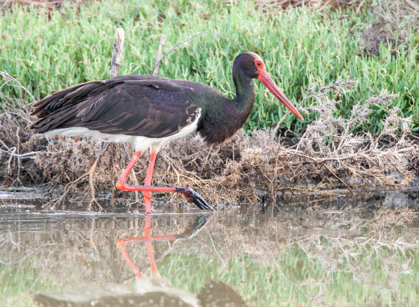 istock Black Stork, Ciconia nigra 1453056929