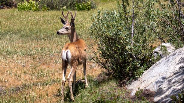 horned deer on john muir trail, california, usa - john deer imagens e fotografias de stock