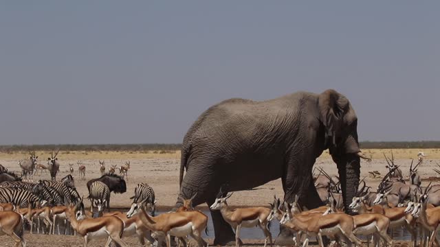 Footage of the big African elephant walking among the herds of zebras and antelopes.