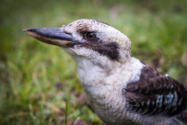 istock Australian Kookaburra in the wild. 1453058103