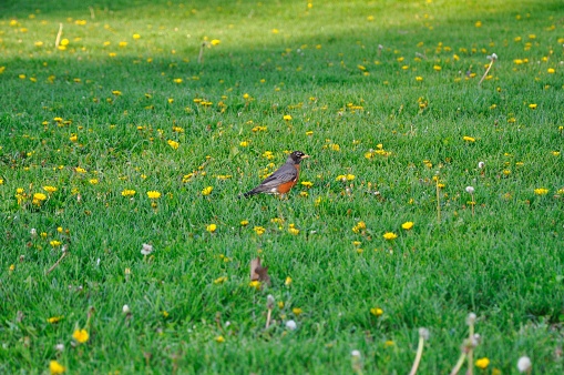 A beautiful American robin in the green meadow