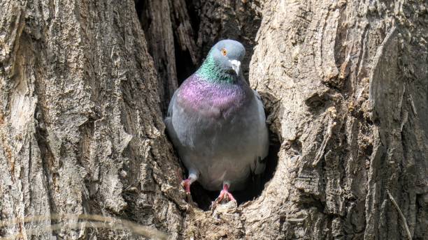 istock Closeup shot of a pigeon perched on a tree 1453058615
