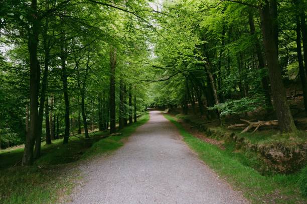istock Long pathway surrounded by greens in the forest 1453059033