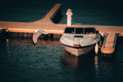Montreal, Canada – May 23, 2022: A seagull flying over the old port of Montreal, Canada
