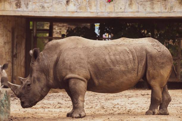 istock Rhinoceros standing in zoo 1453059429