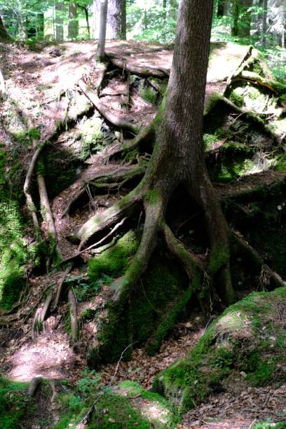 istock Vertical shot of deep and mossy tree roots 1453059531