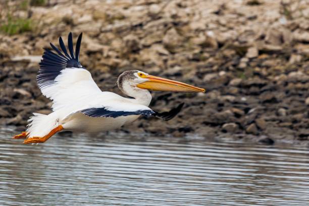 istock A pelican flying in the air 1453060328