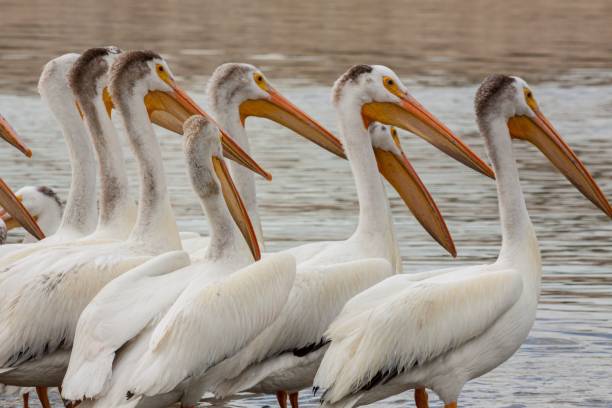 istock A flock of Pelican standing on a river bank 1453060332