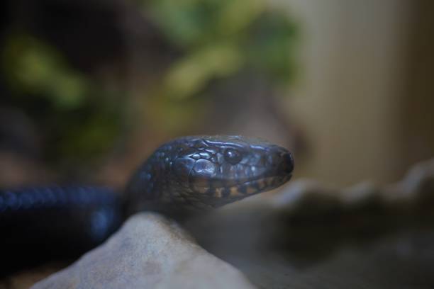istock Selective focus shot of a black mamba snake reptile 1453061134