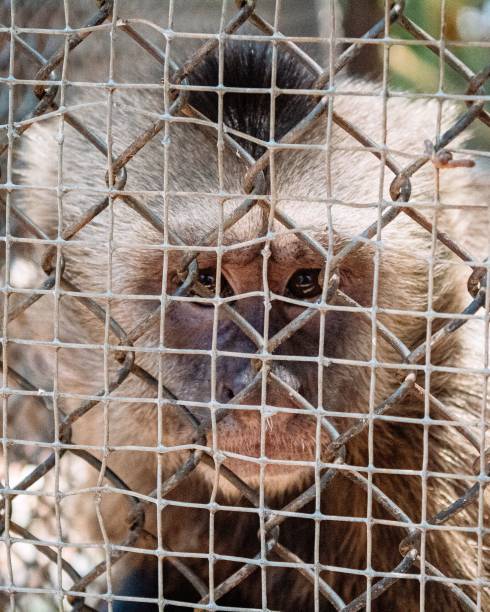 istock Vertical shot of a monkey behind a fence 1453061288