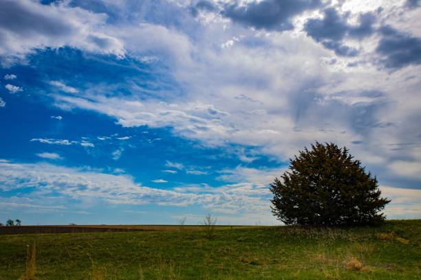istock Aerial view of greenery field with growing tree under blue bright sky 1453061446