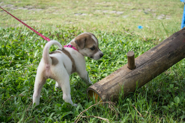 thai puppy  sitting on the grass