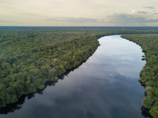 istock Aerial view of a river streaming through the Amazon rainforest beautiful landscape 1453062887